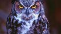 Nature birds animals purple owls wallpaper
