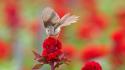 Nature birds red flowers wallpaper
