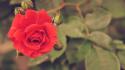 Nature flowers plants depth of field roses red wallpaper