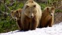 Nature snow animals cubs bears wallpaper