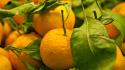 Orange fruits strong fresh vitamins wallpaper