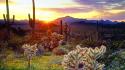 Sunset landscapes nature desert cactus wallpaper