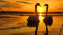 Sunset nature birds swans reflections sea wallpaper