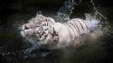Water animals tigers splashes wallpaper