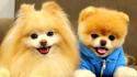 Animals dogs pets pomeranian boo wallpaper
