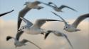 Birds seagulls wallpaper