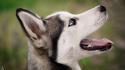 Dogs puppies husky wallpaper