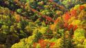 Japan autumn colors forest wallpaper