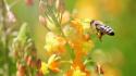 Macro bees hymenopthera wallpaper