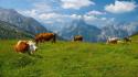 Mountains landscapes nature cows wallpaper
