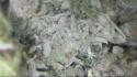 Nature marijuana pot thc bud crystal wallpaper