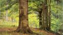 Paintings landscapes trees forests artwork theodore clement steele wallpaper