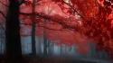 Paths fog melody mystical dawning autumn leaves wallpaper