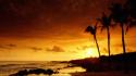 Sunset nature walking dead the palm trees wallpaper