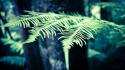 Trees ferns depth of field blurred background forest wallpaper