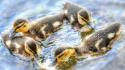 Animals baby birds duckling ducks water wallpaper