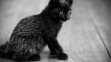 Animals cats grayscale nature wallpaper