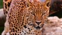 Animals eyes leopards predator wild wallpaper