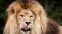 Animals lions nature tongue wallpaper