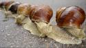 Animals macro molluscs mollusks snails wallpaper