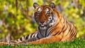 Animals nature tigers widescreen wild wallpaper