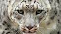 Animals snow leopards wild cats wallpaper