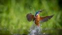 Birds kingfisher macro nature splashes wallpaper