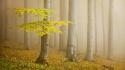 Dawn yellow forests fog morning colors mystical wallpaper