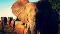 Elephants africa wild protecting ears african life wallpaper