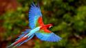 Flying parrots scarlet macaws wallpaper
