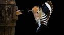 Hoopoe animals baby birds nature wallpaper