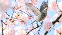Japan animals birds wallpaper