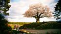 Landscapes cherry blossoms trees flowers japanese spring flowered wallpaper