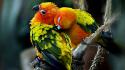 Love parrots couple sun conure wallpaper