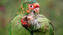National geographic birds nature parrots wallpaper