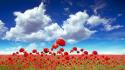 Nature flowers fields outdoors poppies wallpaper