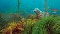 Nature seals national geographic bank underwater wallpaper