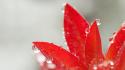 Red leaves leaf waterdrops wallpaper