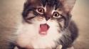 Shocked kitten face wallpaper