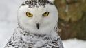 Winter snow birds animals yellow eyes owls portraits wallpaper