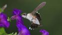 Animals birds hummingbirds nature purple flowers wallpaper