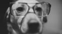 Animals dogs glasses grayscale wallpaper