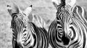 Animals zebras grayscale wallpaper