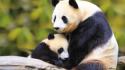 Baby panda pictures wallpaper