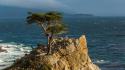 California pacific sea cypress tree monterey peninsula wallpaper