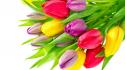 Colorful tulip flowers wallpaper