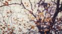Flora autumn leaves branches wallpaper
