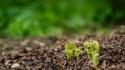 Forests macro ground sprouts wallpaper