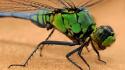 Insects macro dragonflies wallpaper