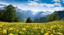 Mountains flowers alps yellow wallpaper
